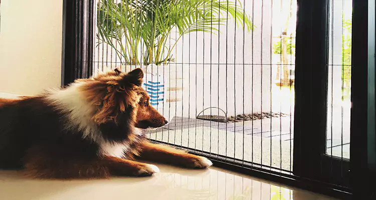 Sliding Screen Pet Door Repair in Davie, FL