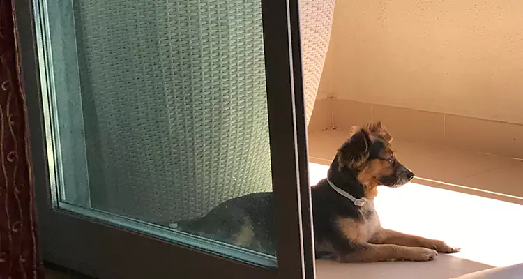 French Door Pet Screen Repair in Davie, FL